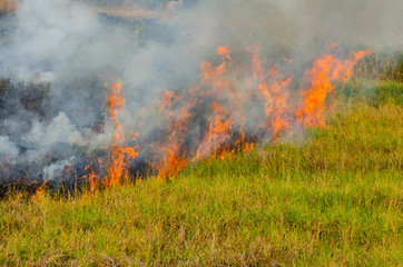 Burn grass,burning straw in rice plantation,destroying the environment.Area of illegal deforestation of vegetation native to the Laos forest,ASIA.