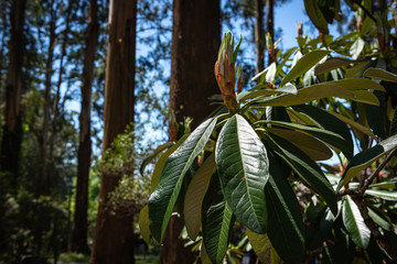 banana tree with green leaves