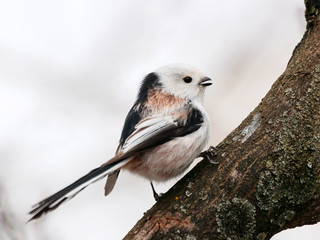 Long-tailed tit aegithalos caudatus sitting on branch of tree with open beak drinking arboreal sap....