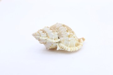 seashell white background picture of the sea
