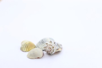 seashell white background picture of the sea