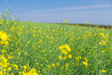 Yellow field rapeseed plantation, ripe rape crop