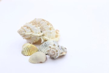 Fototapeta na wymiar seashell white background picture of the sea