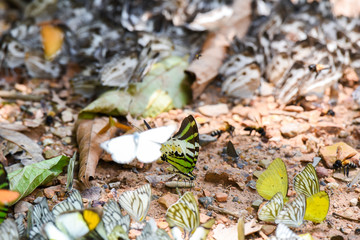 Many butterflies on ground in the jungle.
