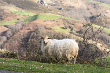 Gorgeous sheep looking at the viewer. Mountains of the Basque Country.