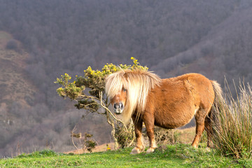 Brown pony or pottok with a blond mane standing in front of a small tree. Basque Country.
