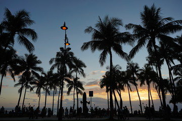 Tropical Sunset Palm Tree in Waikiki