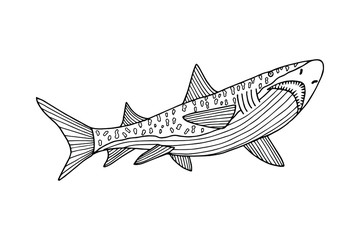 Sea animal shark. Coloring book. Vector stock illustration eps 10. hand drawing
