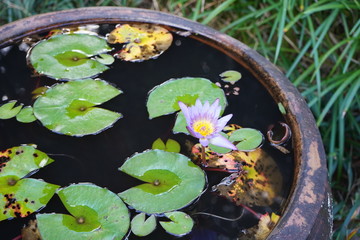water lily in the pond