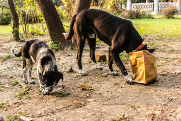A picture of dog eating food in garden