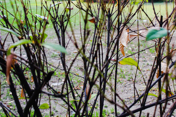 A picture of tree trunk