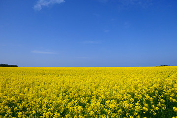 Obraz premium 下北半島、横浜町の菜の花畑。横浜、青森、日本。5月中旬。