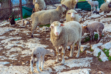 cute little lambs with sheep on during sunrise