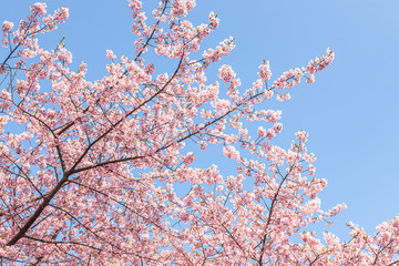 満開の河津桜