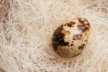 Obraz premium Quail egg in decorative straw nest