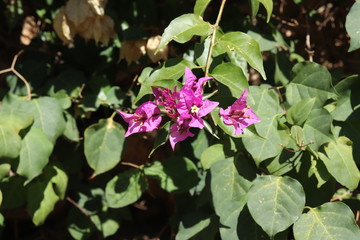 Bougainvillea spectabilis wild Flor