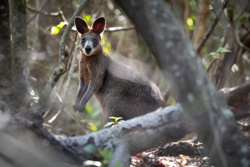 Wallaby in the wild on east coast of Australia