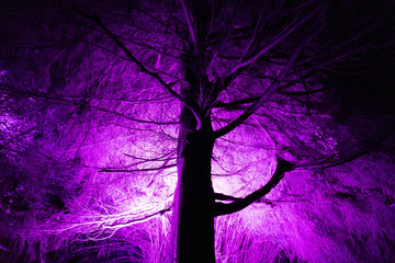 winter tree illuminated by pink light
