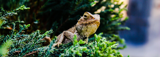 A picture of lizard