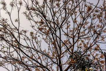 A picture of dry tree