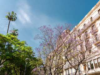 Purple Flowering Trees In The Center Of Barcelona City In Spain