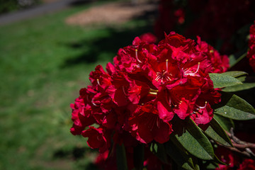 red flowers in the garden