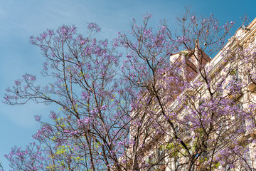 Purple Flowering Trees In The Center Of Barcelona City In Spain