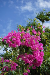 flowers in garden, Hawaii
