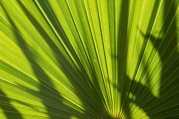 Top view of date palm tree isolated on white background / phoenix leaf