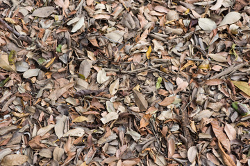 Background with dry leaves on the ground of a wood. Natural graphic background