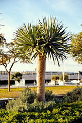 Fototapeta premium palm trees on the beach