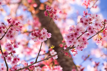 咲きほこる河津桜と青空