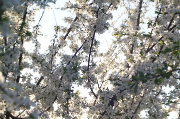 Apple tree blossom. Bokeh blur in the background. Spring.