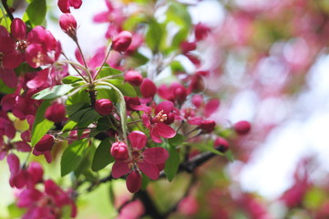Fototapeta na wymiar Apple tree blossom. Bokeh blur in the background. Spring.