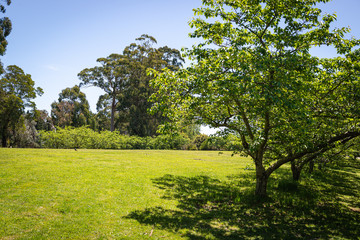 Obraz premium tree in a field