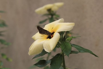 pequena mariposa pousada sobre flor amarela