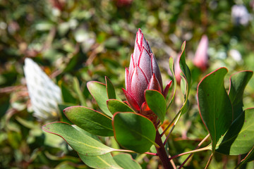 flower in the garden