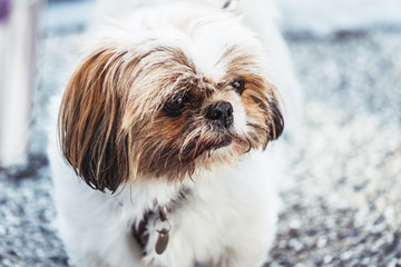 Portrait d'un petit chien de race shih tzu
