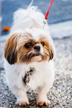 Portrait D'un Petit Chien De Race Shih Tzu