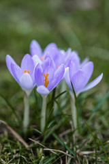 Crocus bloom in purple on a green meadow in spring sunshine