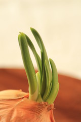 芽の出た玉ねぎ