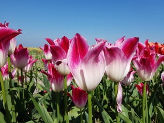 Tulipa Whispering Dream