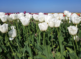 Tulipa, Antarctica, Tulpenbluete © Ruckszio