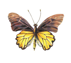 Butterfly isolated on a white background.