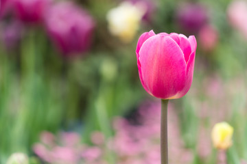 Fototapeta premium Tulipany na białym tle. inne rośliny w rozmytym tle