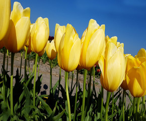 Tulipa, Big Smile, Tulpenbluete