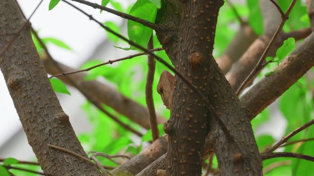 Calotes versicolor