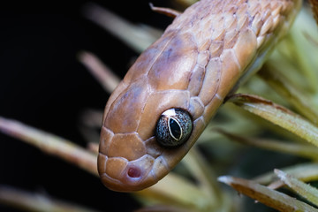 Close-up of the head of a black mamba. Its powerful poison fulminates the prey in seconds Macro