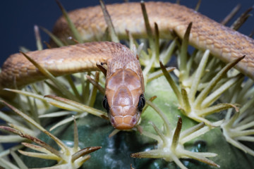 Close-up of the head of a black mamba. Its powerful poison fulminates the prey in seconds Macro