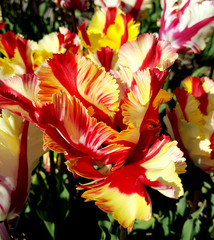 Tulipa, Flaming Parrot, Tulpenbluete